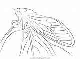 Cicada Green Black Look Coloring Page For Kids  Free Cicadas Printable sketch template