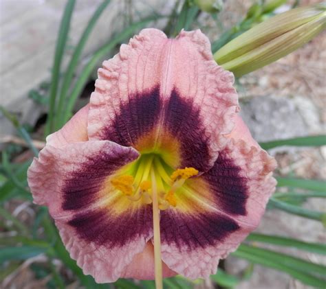 Colors of my Daylilies. | Flower garden, Daylilies, Flowers