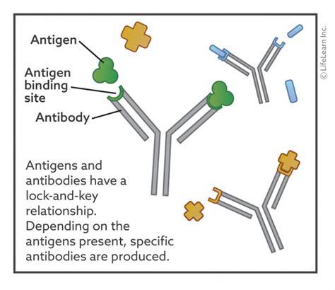 Antibody Titres | VCA Animal Hospital