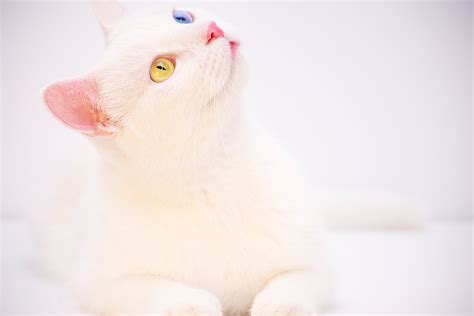 Odd-eyed White Cat · Free Stock Photo