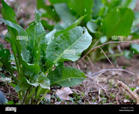 Dock leaf plant hi-res stock photography and images - Alamy