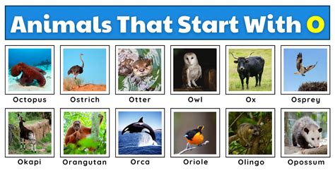 Animals That Start With O | List, Fun Facts, And A Free Worksheet ...