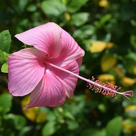 Hibiscus Pink Plant - Santhi Online Plants Nursery