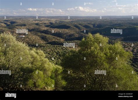 Mediterranean evergreen forest hi-res stock photography and images - Alamy