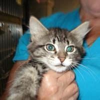 Available pets at Citrus County Animal Services in Inverness, Florida | Animals, Cat adoption ...