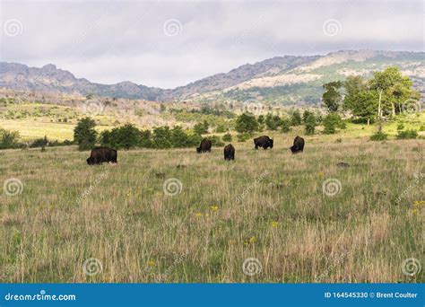 Bison at Wichita Mountains stock photo. Image of herd - 164545330