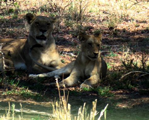 Lions in Kruger National Park…The fascination with lions…The scorching ...