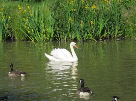 Swan and ducks on the pond in Spring | Zwanen