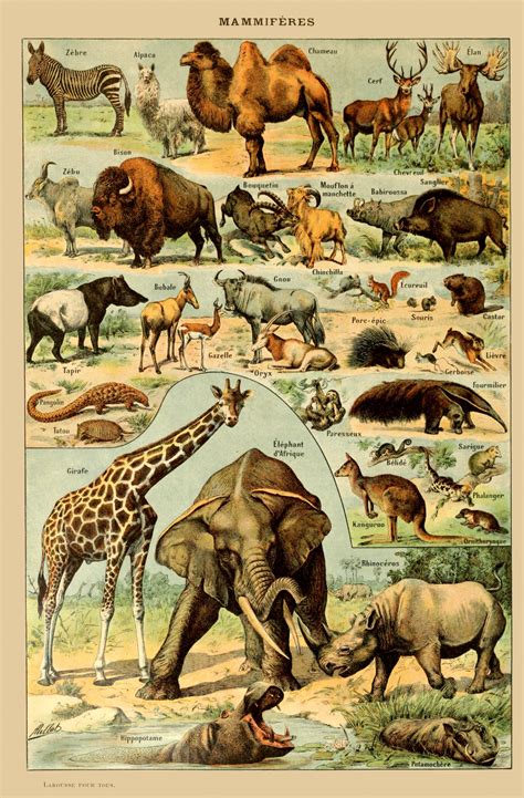 Vintage Animals Art Print Free Stock Photo - Public Domain Pictures