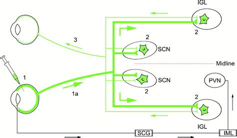 Virus Diagram Labeled - ClipArt Best