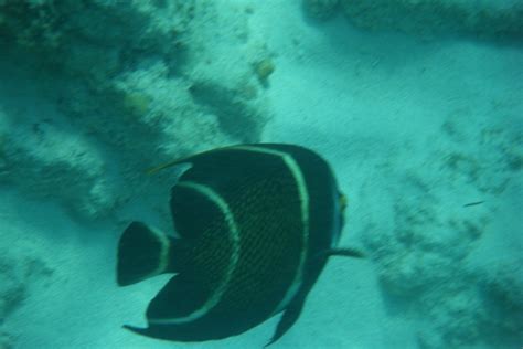 The French Angelfish (Juvenile) - Whats That Fish!