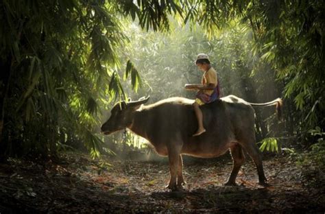 GAMBAR PEMANDANGAN ALAM DI DESA Berbagai Negara Keindahan Alami Pedesaan | Animasi Bergerak Lucu ...