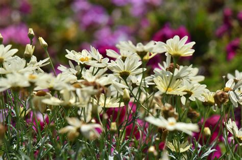 Flower Field Free Stock Photo - Public Domain Pictures