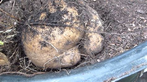 Harvesting Tropical Yam/Name In Winter - Jan. 2016 - YouTube