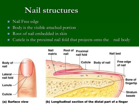 skin and appendages Histology