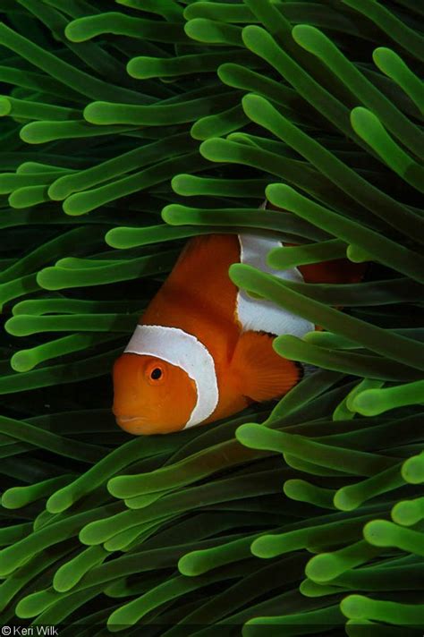 Reef Fish Portrait Underwater Photography