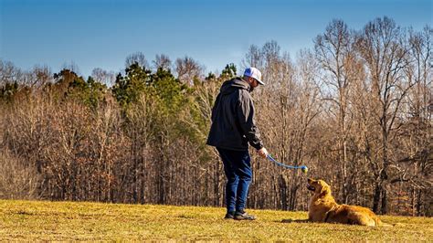 Training For Your Golden Retriever