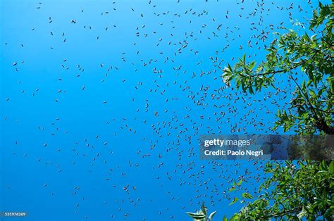 Apis Mellifera Honey Bees Swarm High-Res Stock Photo - Getty Images