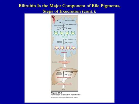 PPT - Bilirubin Metabolism PowerPoint Presentation - ID:3069595