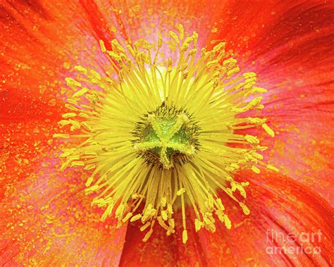 Red Poppy Photograph by Small Life Photography - Fine Art America