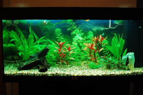 Our freshwater aquarium 30.10.2010 – Or how I made my freshwater aquarium beautiful ...