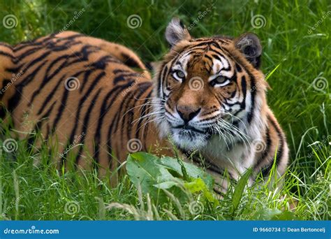 Tiger in grass stock photo. Image of grass, hunting, tiger - 9660734