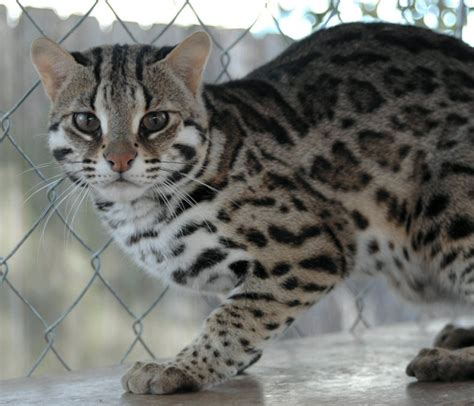 Asian Leopard Cat Murphy photo & image | animals, cats, pets & farm animals images at photo ...