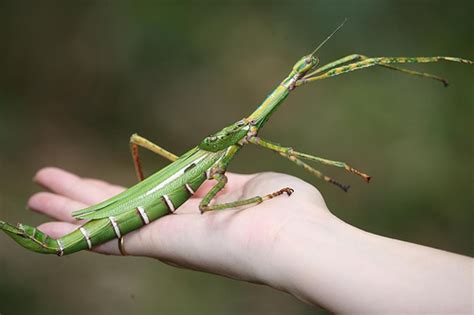 Amazing Stick Insect - Giant Stick Bug Facts, Photos, Information ...