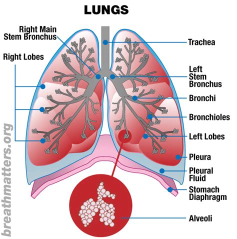 What is COPD? | Breathmatters