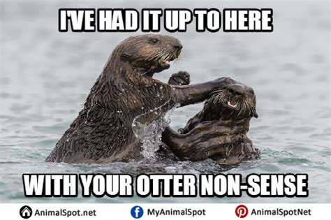 Otter Memes