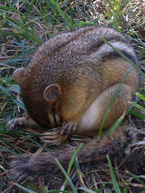 Sleeping Chipmunk! | Animals wild, Wild kingdom, Animals