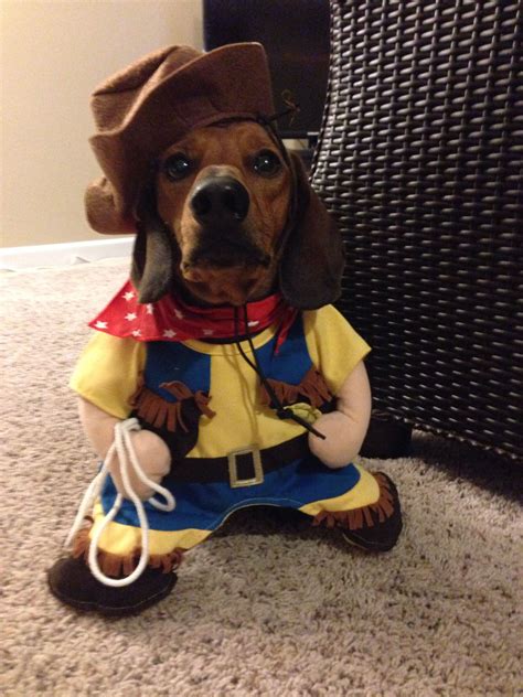 #dachshund #costume #halloween | Dachshund, Puppies, Animals