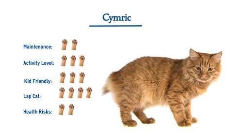 Cymric Cat Breed… Everything You Need To Know at a Glance!