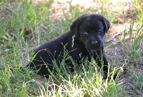 FIELD BRED BLACK LAB PUPPIES - READY TO GO