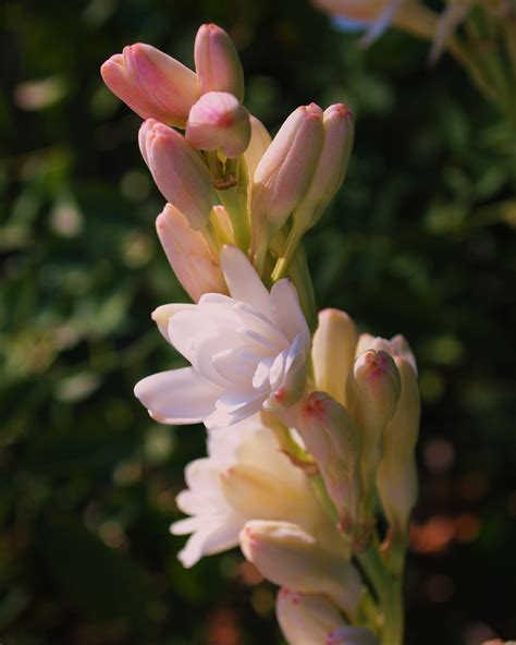 Tuberose Tuberose, My Flower, Wedding Flowers, Mats, Fabric, Quick, Charms, Colors, White Flowers