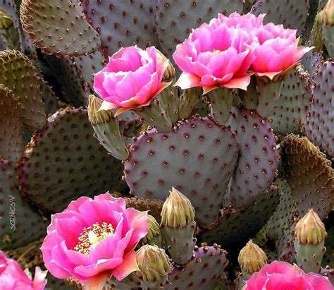 Beavertail Cactus Beavertail Prickly Pear Opuntia Basilaris - Etsy