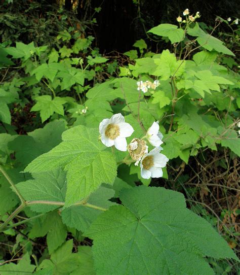 Thimbleberry - from seed to garden-worthy shrub