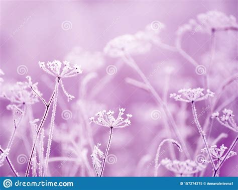 Dried Flowers in a Meadow in White Hoarfrost. Magic Photo of White Hoarfrost on Plants Stock ...