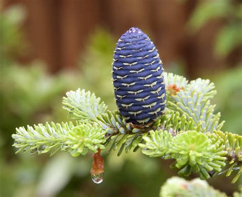 Blue cone pine 1 | I nearly dug up this Korean blue cone pin… | Flickr