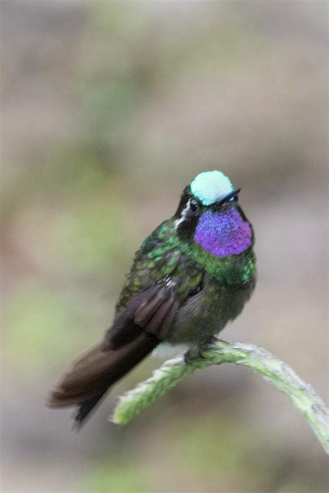 Purple-throated Mountain-gem Photograph by Hal Beral - Fine Art America