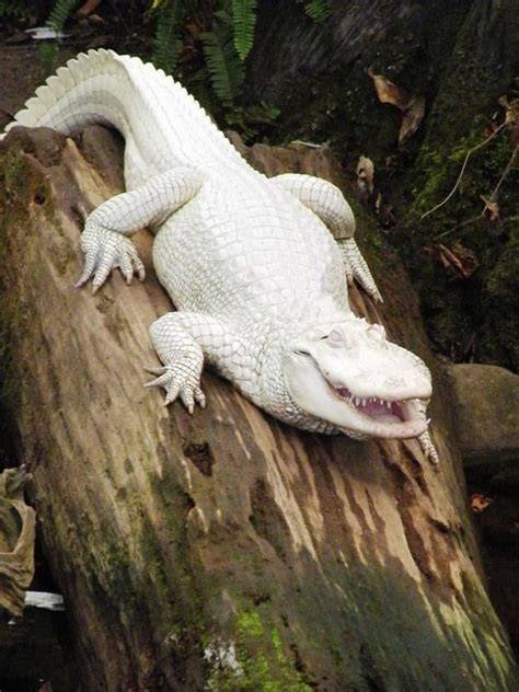 , #albinoanimalphotography | Crocodile animal, Albino animals, Weird ...