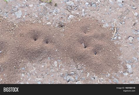 Ground Ants Excavate Image & Photo (Free Trial) | Bigstock