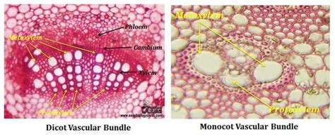 protoxylem and metaxylem | Biology class, Similarities and differences, Vascular