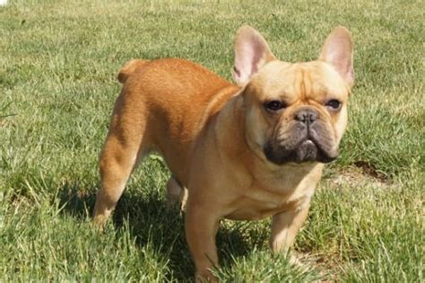 French Bulldog Puppies For Sale in Indiana & Chicago | Family Puppies