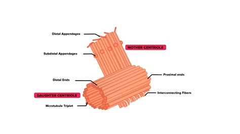 Centrioles Plant Cell