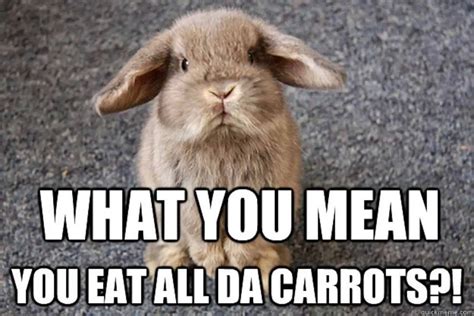 The Funniest Rabbit Memes