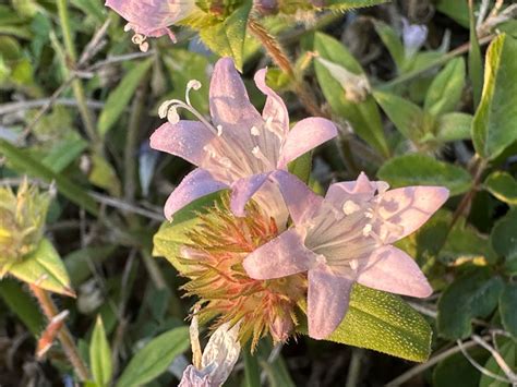 'Richardia Grandiflora' Is a Different Kind of Florida Snow | Sarasota ...