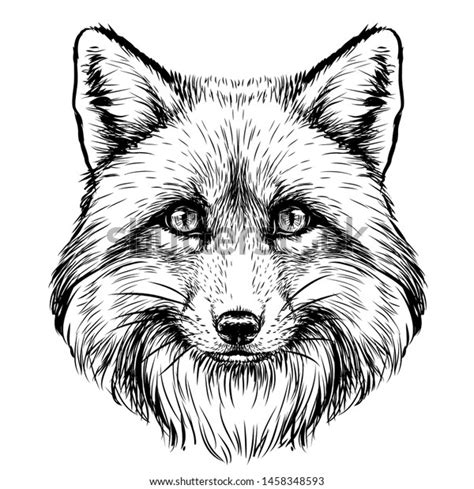 23,314 Fox Head Drawing Images, Stock Photos & Vectors | Shutterstock