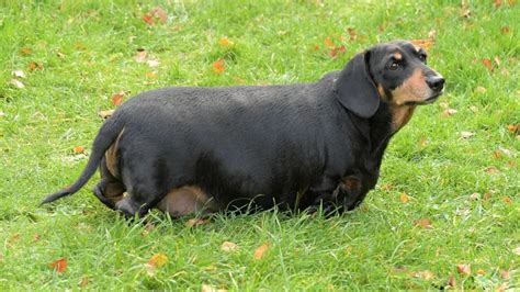 Dog so obese she couldn't walk halves body weight after tipping scales at two stone - Mirror Online