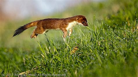 Stoat (Mustela erminea) hunting